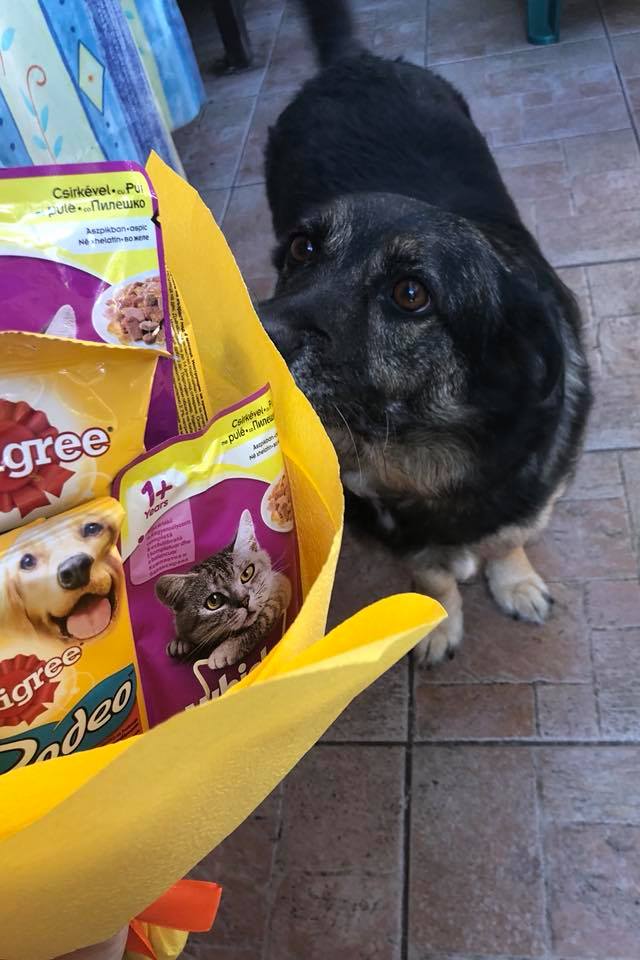 caine mirosind un buchet cu gustari pentru catei si pisici